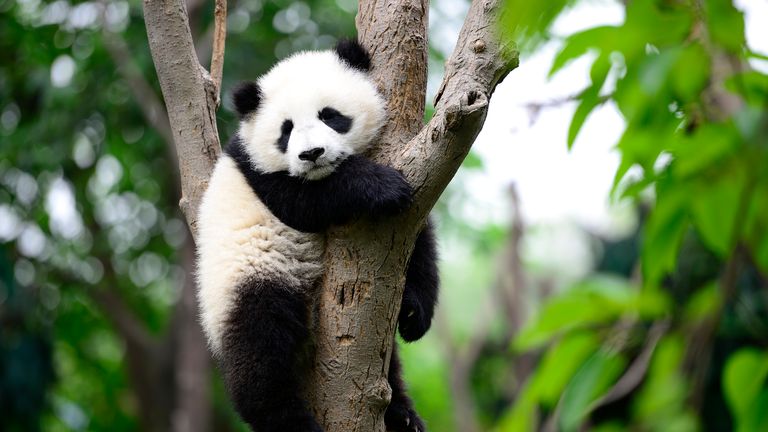 A baby giant panda on the tree, in a nature reserve, chengdu city, sichuan province in China. 