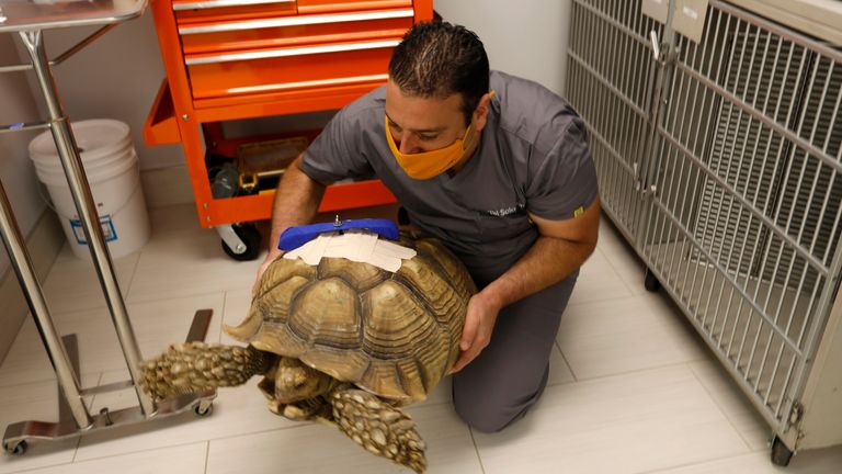 Dr. Tal Solomon moves Michelangelo, the 70-year-old African tortoise. Pic: AP