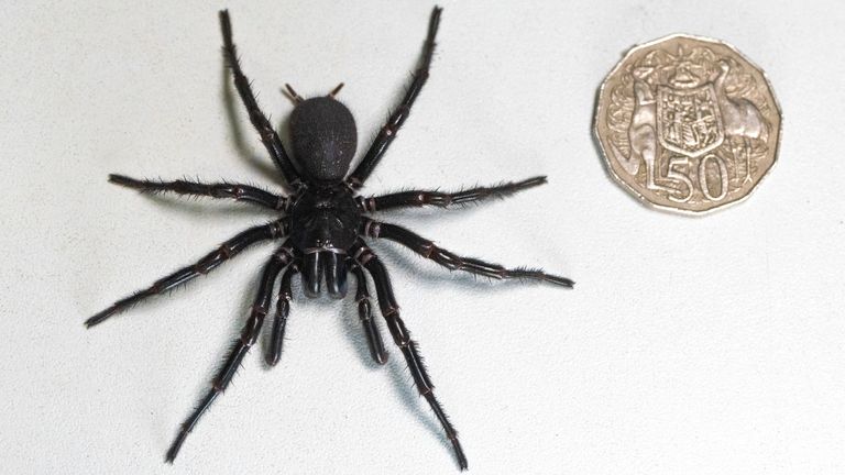 The arachnid measured 7.9cm (3.1in) from foot to foot. Pic: AP