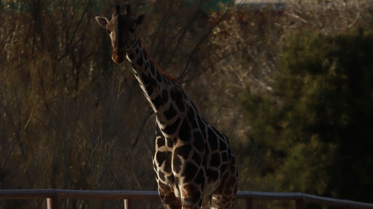 Benito walks out of his enclosure at the city-run Central Park zoo (Pic: AP)