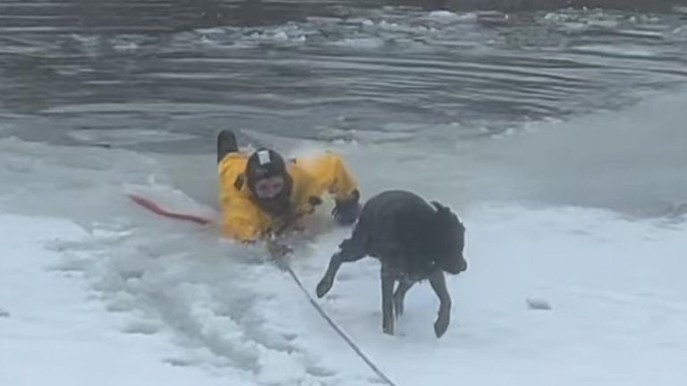 Firefighters have rescued a dog after it fell into freezing waters