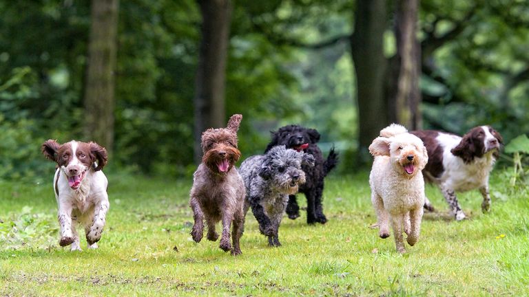 iStock image of dogs running in a field