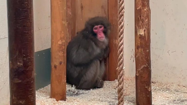 Honshu, the Japanese macaque, has returned home to the Highland Wildlife Park in Scotland.