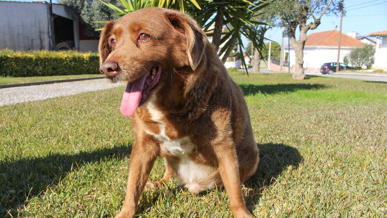 Bobi, the world's oldest ever dog