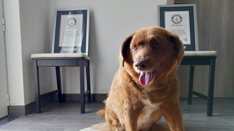 Bobi, a purebred Rafeiro do Alentejo Portuguese dog, poses for a photo with his Guinness World Record certificates. Pic: AP