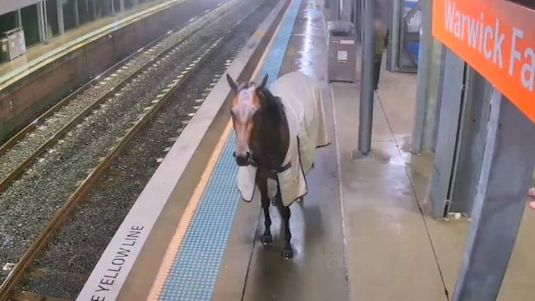 An escaped horse on the platform at Warwick Farm station. Pic: Transport for New South Wales