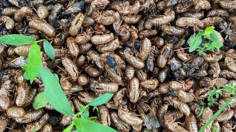 Cicadas from Brood X. File Pic: Reuters