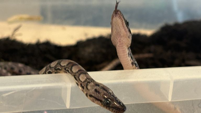 Two of the baby snakes at City of Portsmouth College. Pic: PA