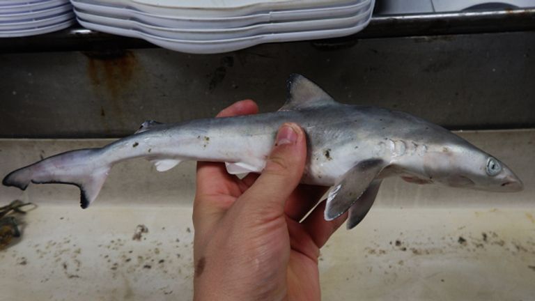 Juvenile Atlantic sharpnose shark. Pic: Teacher at Sea, NOAA Fisheries