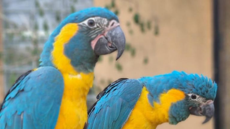 Macaws. Pic: ZSL