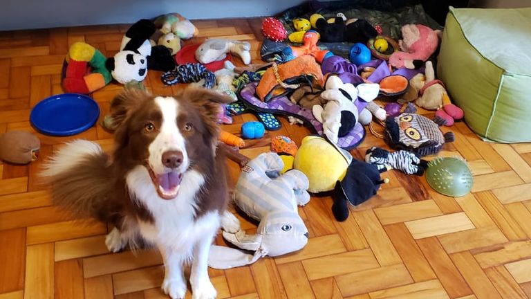 Border collie Gaia was the standout dog in the group. Pic: Eotvos Lorand University/PA Wire