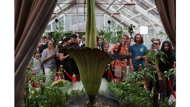 People take photos of the blossoming Bunga Bangkai, nicknamed the 'corpse flower' for its stench, in Sydney, Australia. Pic: Reuters