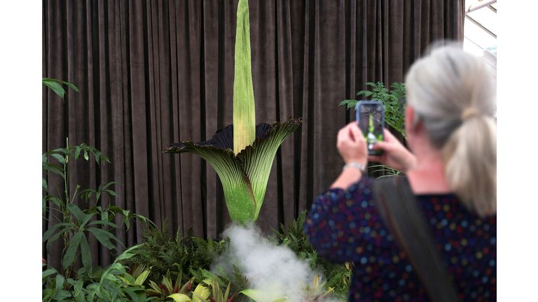 A person takes a photo of the blossoming Bunga Bangkai, nicknamed the 'corpse flower' for its stench, in Sydney, Australia. Pic: Reuters