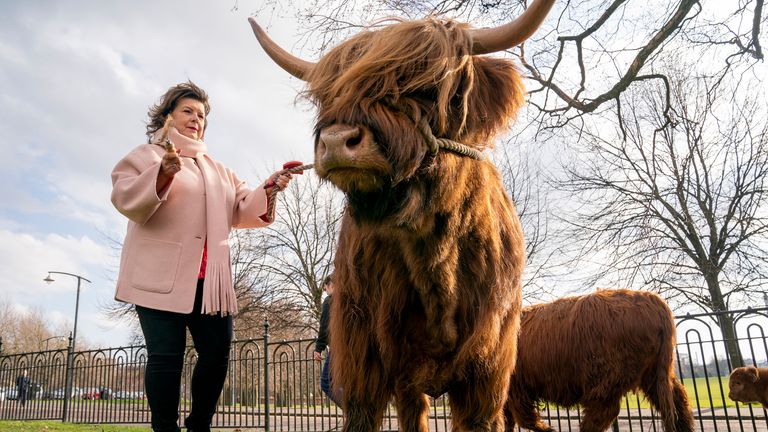 Actress Elaine C Smith grazes Siusan, the Highland cow, on Glasgow Green to mark being given the Freedom of the City of Glasgow. Picture date: Thursday March 6, 2025. PA Photo. See PA story SHOWBIZ Smith. Photo credit should read: Jane Barlow/PA Wire 