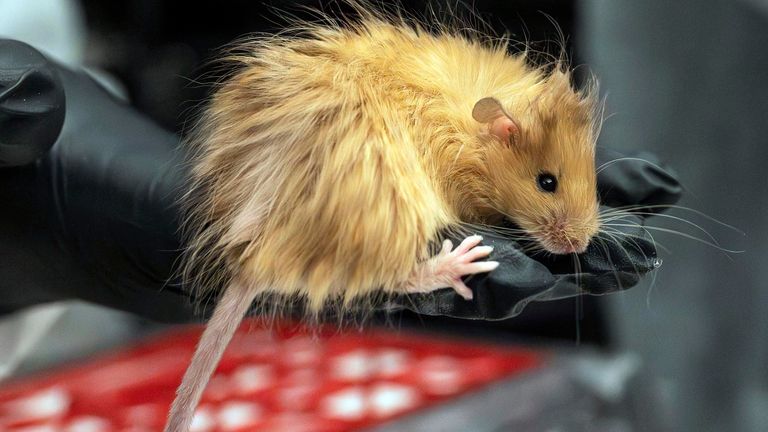 Genetically edited mice with long, thick, woolly hair at a lab in Dallas, Texas. Pic: Colossal Biosciences/AP