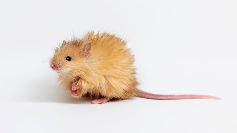 Genetically edited mice with long, thick, woolly hair at a lab in Dallas, Texas. Pic: Colossal Biosciences/AP