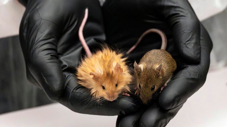 Genetically edited mice with long, thick, woolly hair at a lab in Dallas, Texas. Pic: Colossal Biosciences/AP